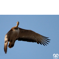 گونه میش مرغ Great Bustard